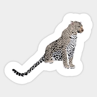 Gracious Leopard Sticker